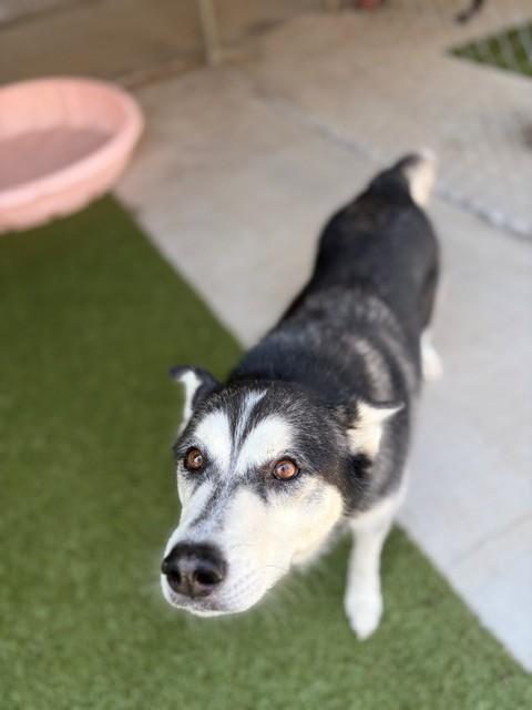 Enlarge Adele, a ADOPTABLE Husky in Fayetteville, AR image 2/5