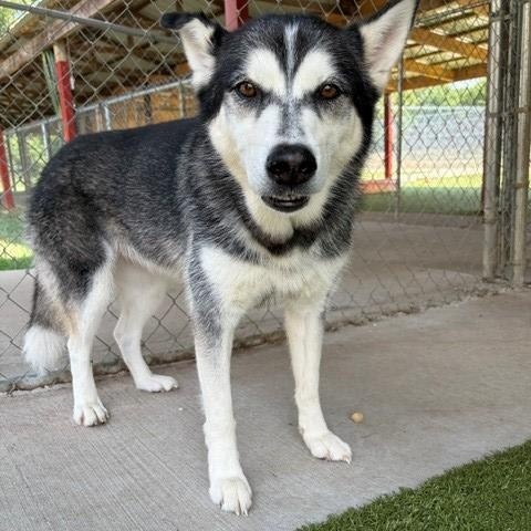 Adele, ADOPTABLE, Adult Female Husky.