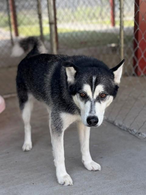 Enlarge Adele, a ADOPTABLE Husky in Fayetteville, AR image 5/5