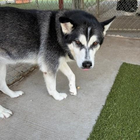 Enlarge Adele, a ADOPTABLE Husky in Fayetteville, AR image 4/5
