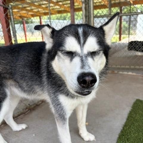 Enlarge Adele, a ADOPTABLE Husky in Fayetteville, AR image 3/5