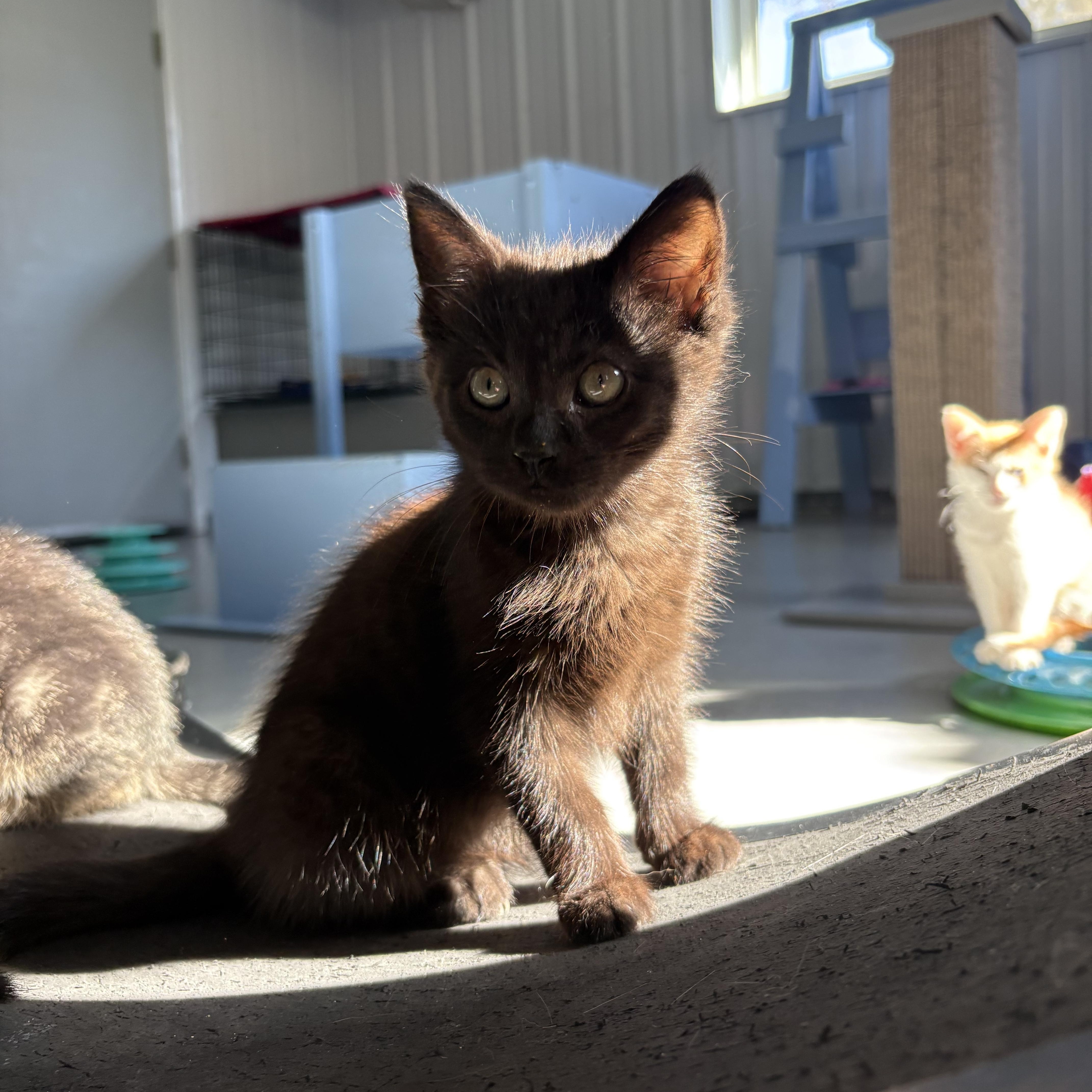 Enlarge Harpy, a Adoptable American Shorthair in Big Rapids, MI image 2/3