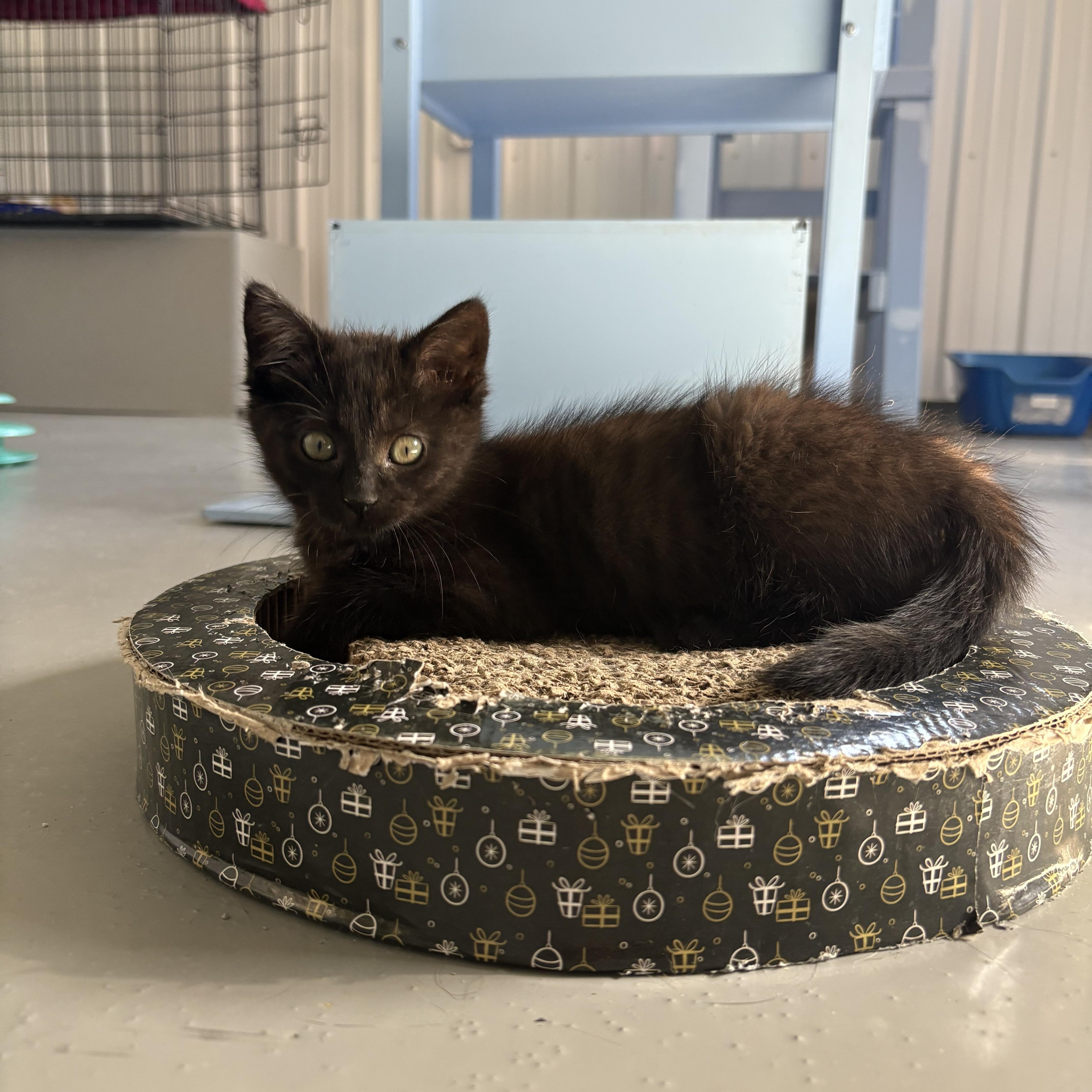 Harpy, Adoptable, Kitten Female American Shorthair.