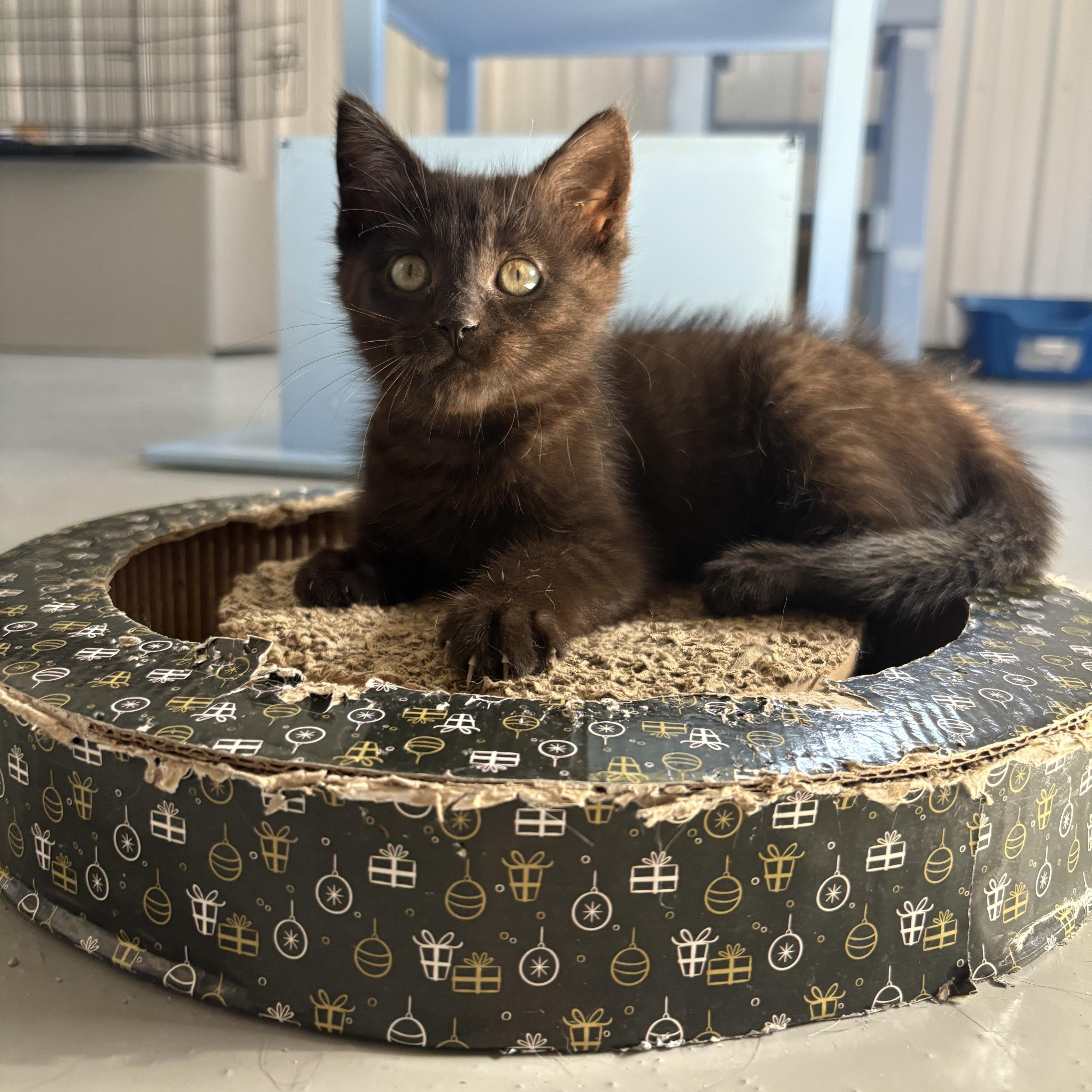 Enlarge Harpy, a Adoptable American Shorthair in Big Rapids, MI image 3/3