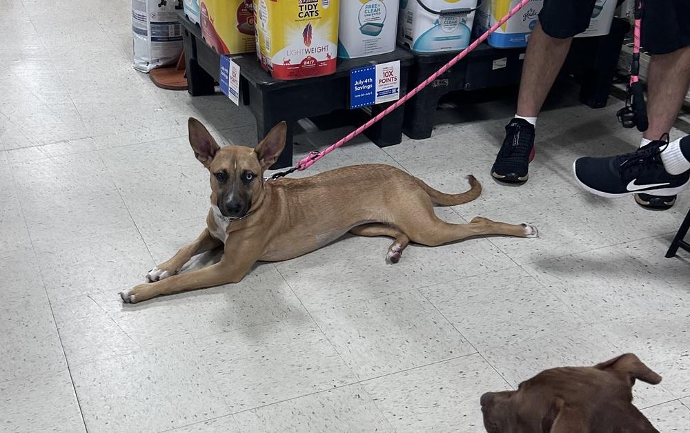 Billie, a Adoptable mixed breed in Willingboro, NJ image 1/6