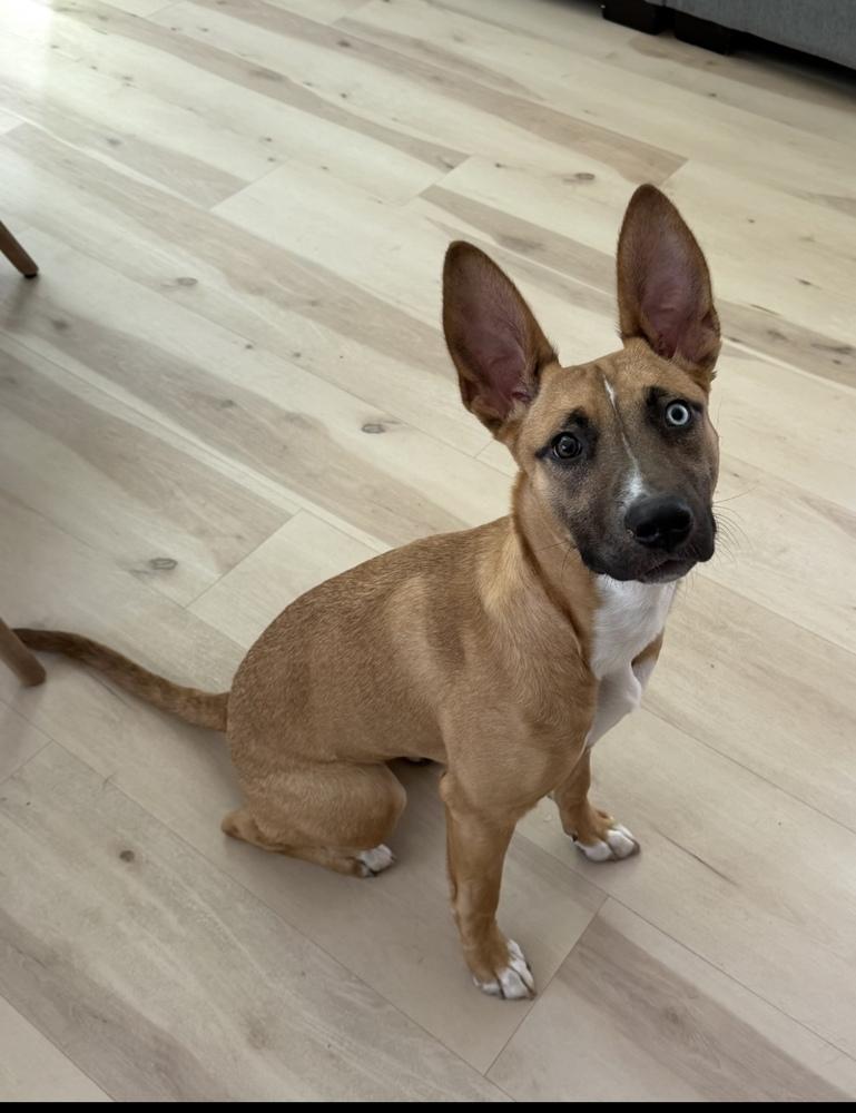 Billie, a Adoptable mixed breed in Willingboro, NJ image 3/6