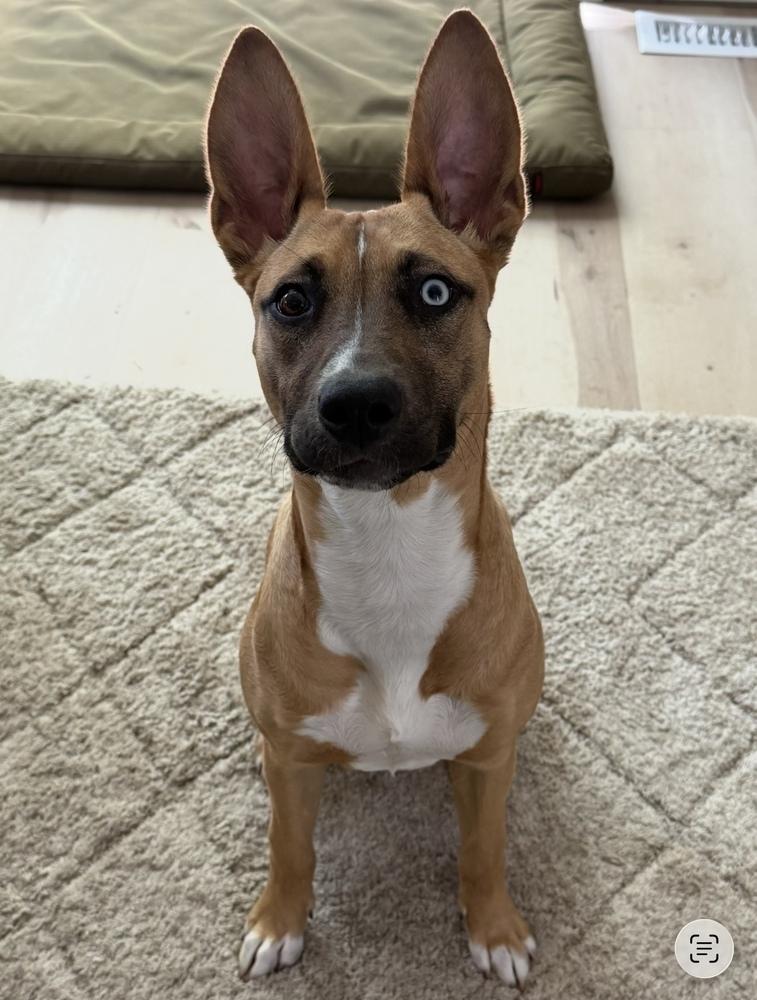 Billie, a Adoptable mixed breed in Willingboro, NJ image 5/6