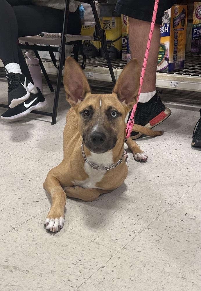 Billie, a Adoptable mixed breed in Willingboro, NJ image 6/6