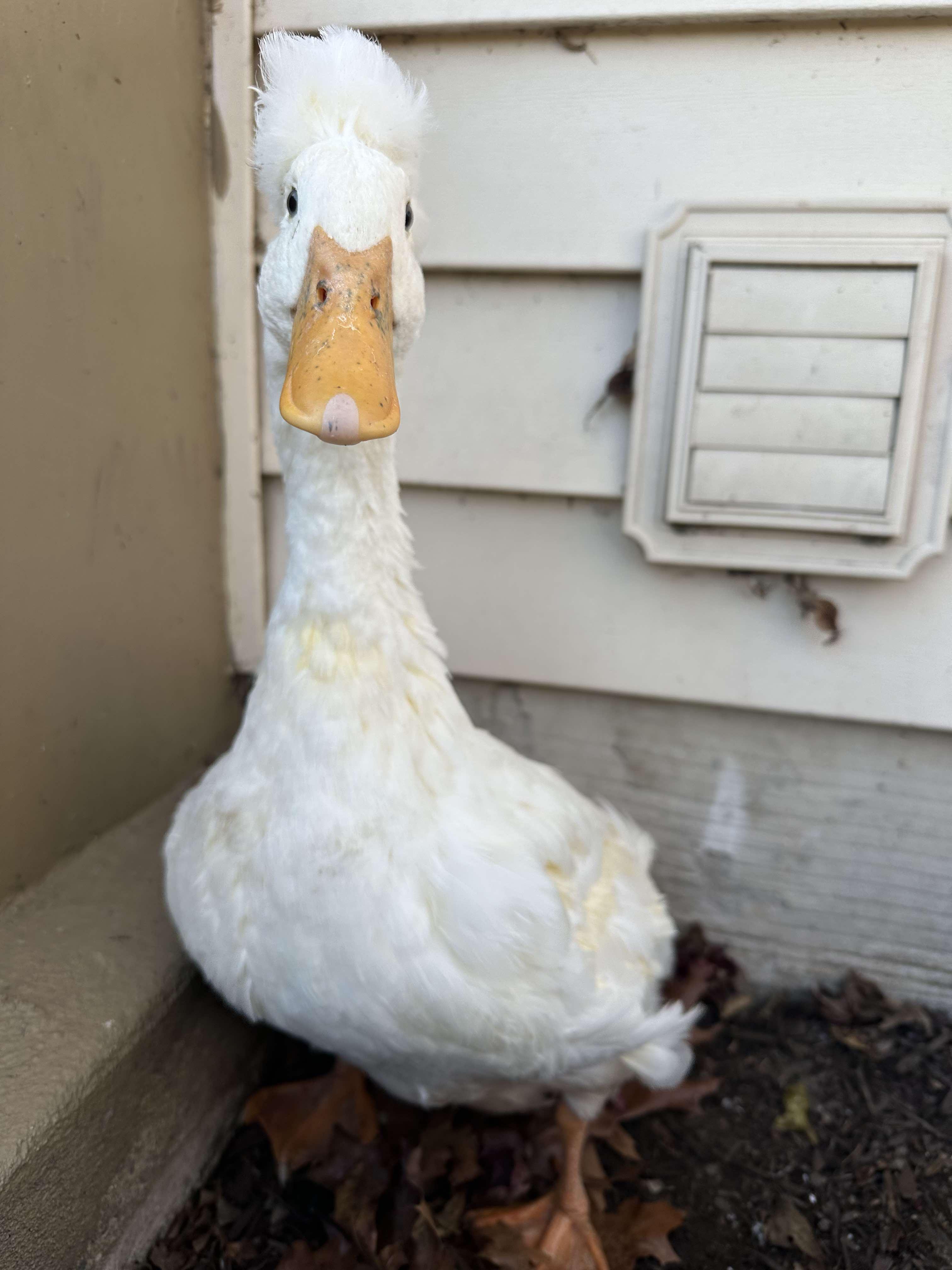Lily, adopted, Adult Female Duck.