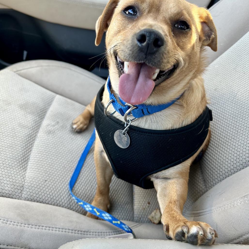 Marshall, Adoptable, Adult Male Dachshund & Chihuahua.