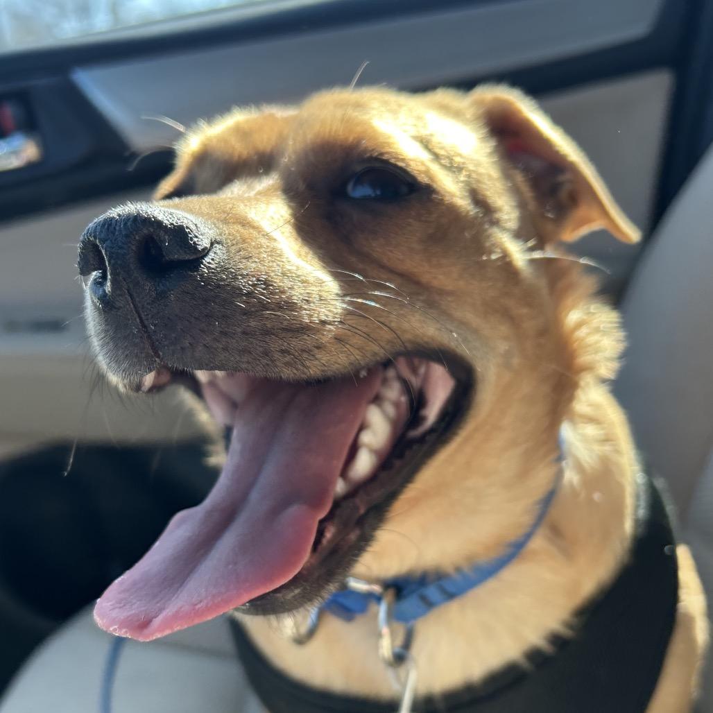 Enlarge Marshall, a Adoptable mixed breed in Peculiar, MO image 3/4