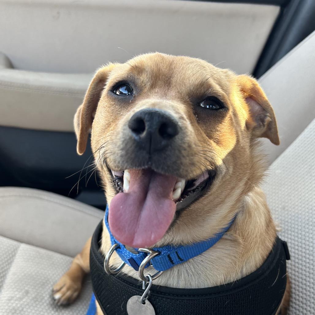 Enlarge Marshall, a Adoptable mixed breed in Peculiar, MO image 4/4