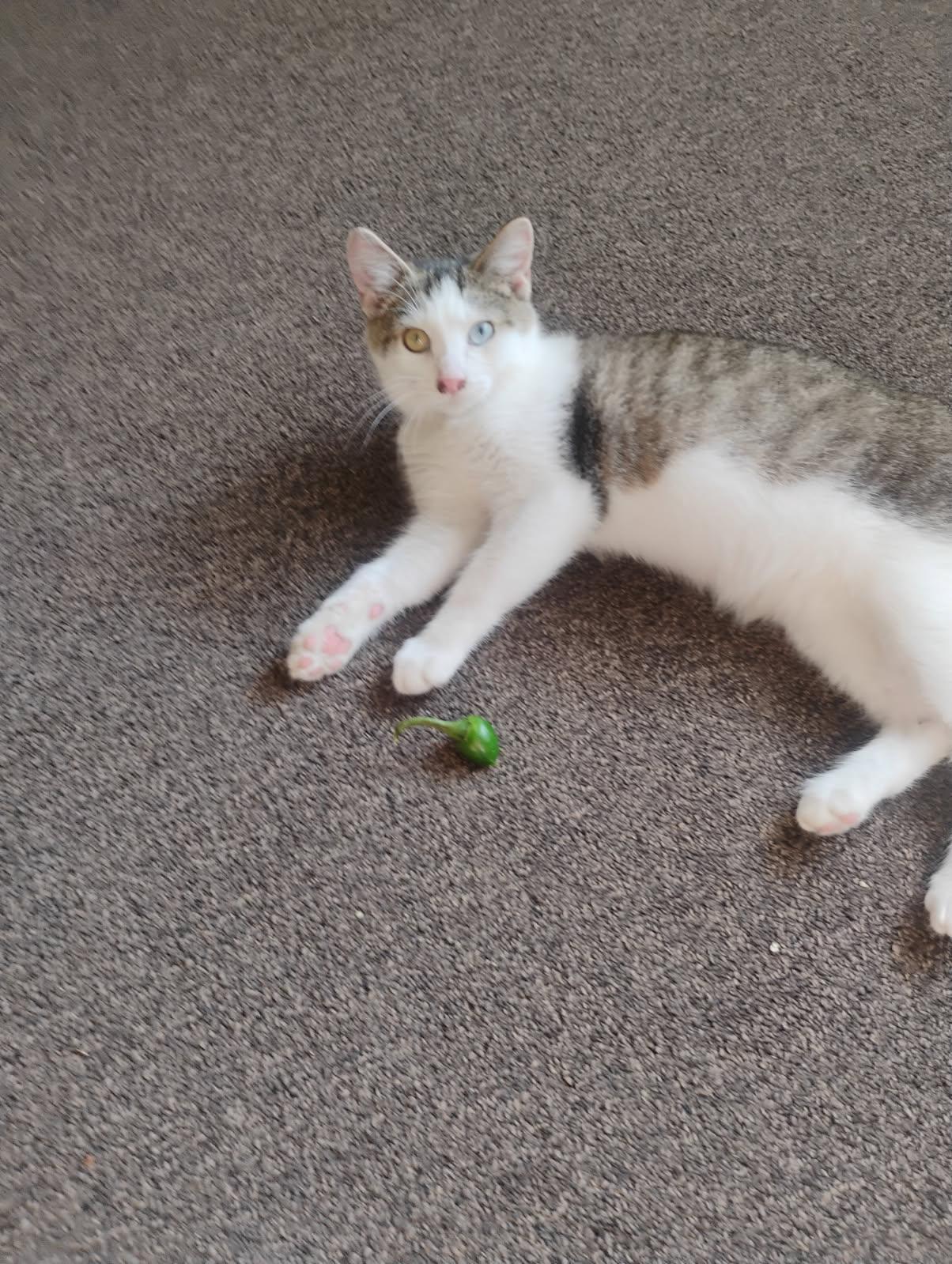 Enlarge Neeko, an adopted Domestic Short Hair in Idaho Falls, ID image 1/1