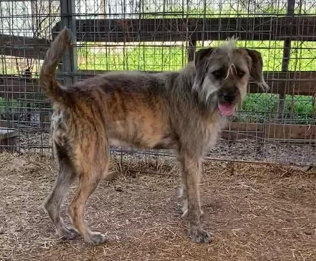Enlarge Zelda, a ADOPTABLE Chesapeake Bay Retriever in Oklahoma City, OK image 1/1