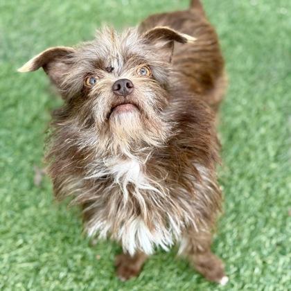 Enlarge Oaklee, an adopted mixed breed in Red Bluff, CA image 3/3