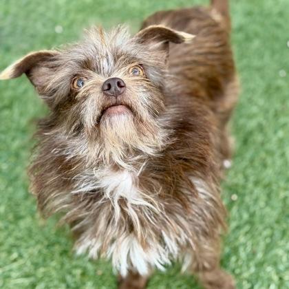 Enlarge Oaklee, an adopted mixed breed in Red Bluff, CA image 1/3