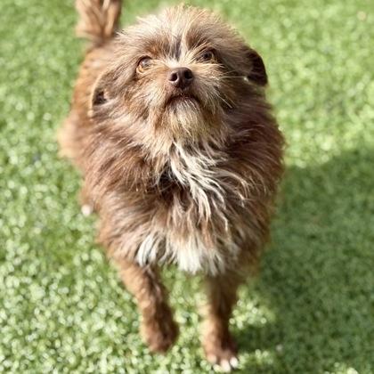 Enlarge Oaklee, an adopted mixed breed in Red Bluff, CA image 2/3