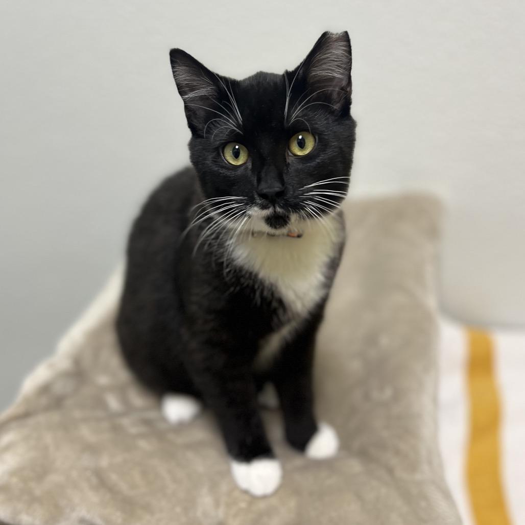 Hot Cocoa, Adoptable, Young Male Domestic Short Hair.