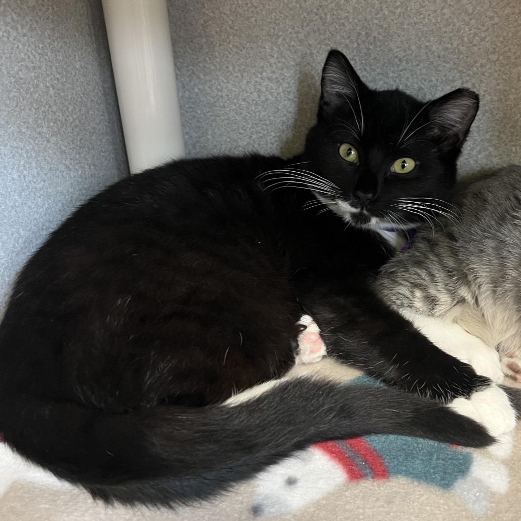 Enlarge Hot Cocoa, a Adoptable Domestic Short Hair in Keizer, OR image 1/3