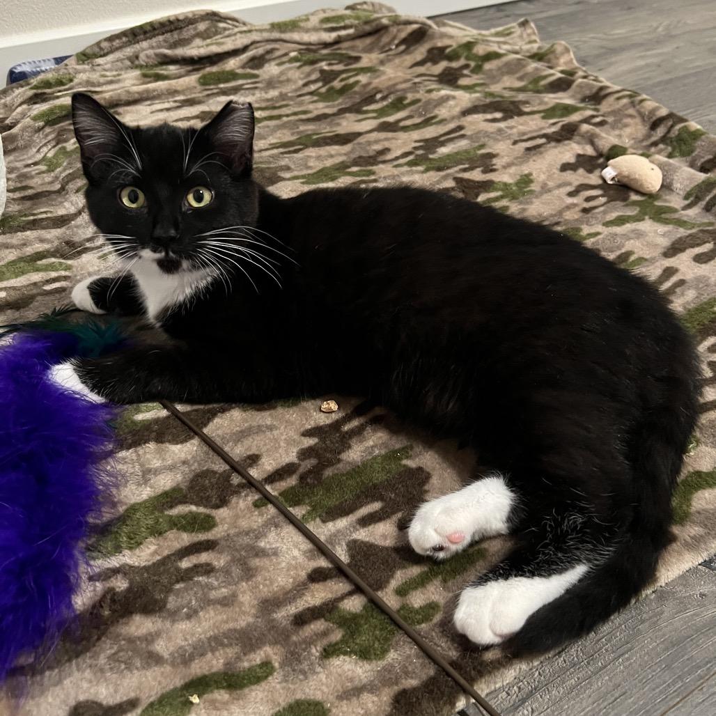 Enlarge Hot Cocoa, a Adoptable Domestic Short Hair in Keizer, OR image 2/3