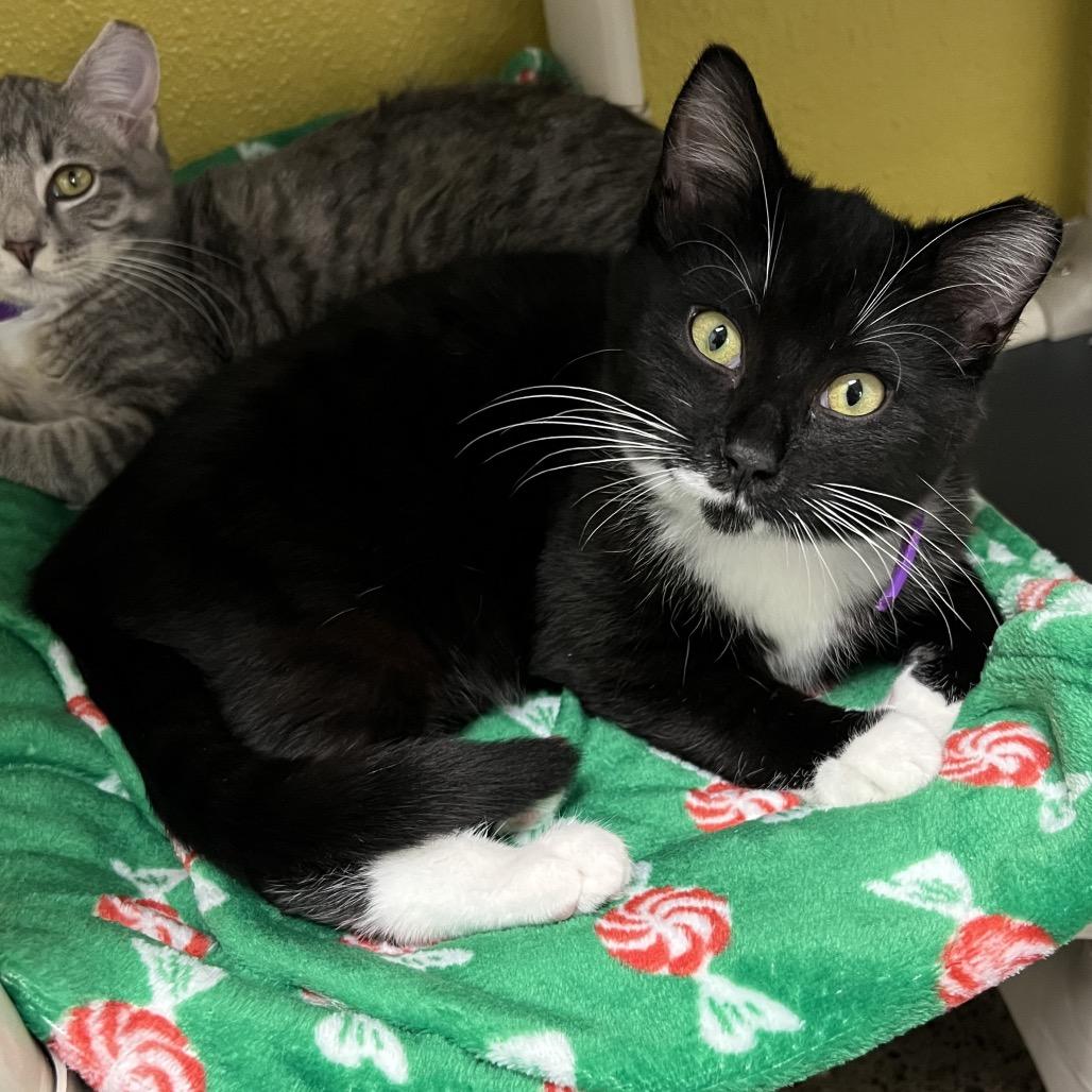 Enlarge Hot Cocoa, a Adoptable Domestic Short Hair in Keizer, OR image 3/3