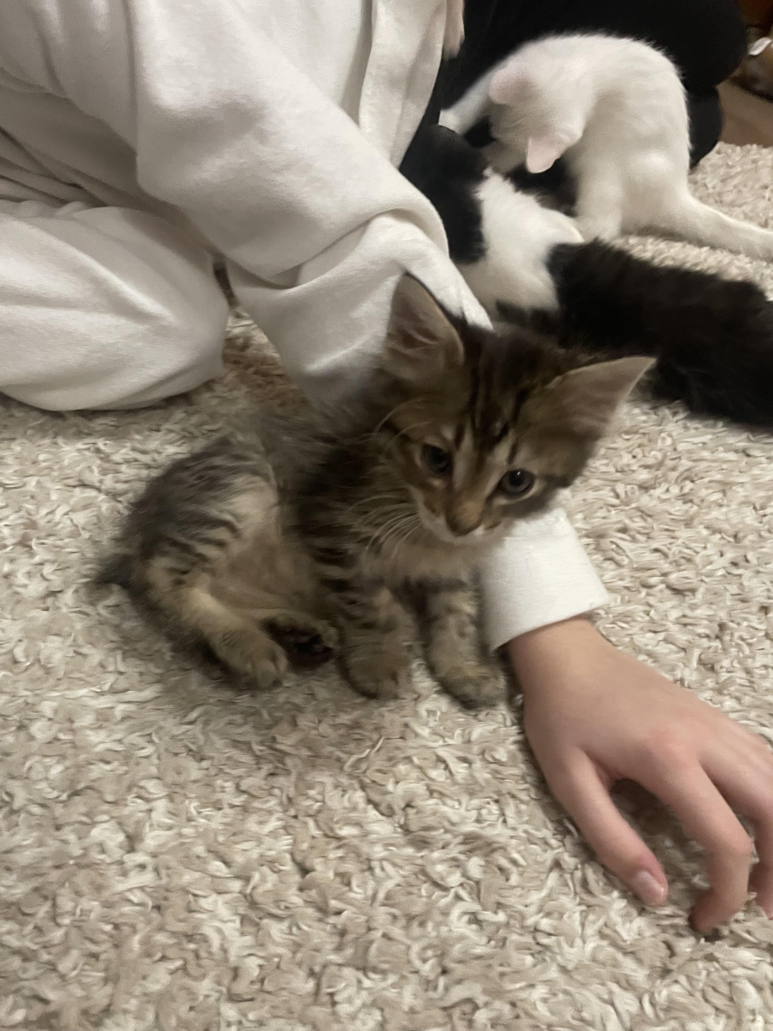 Hemi, Adoptable, Kitten Male American Shorthair.