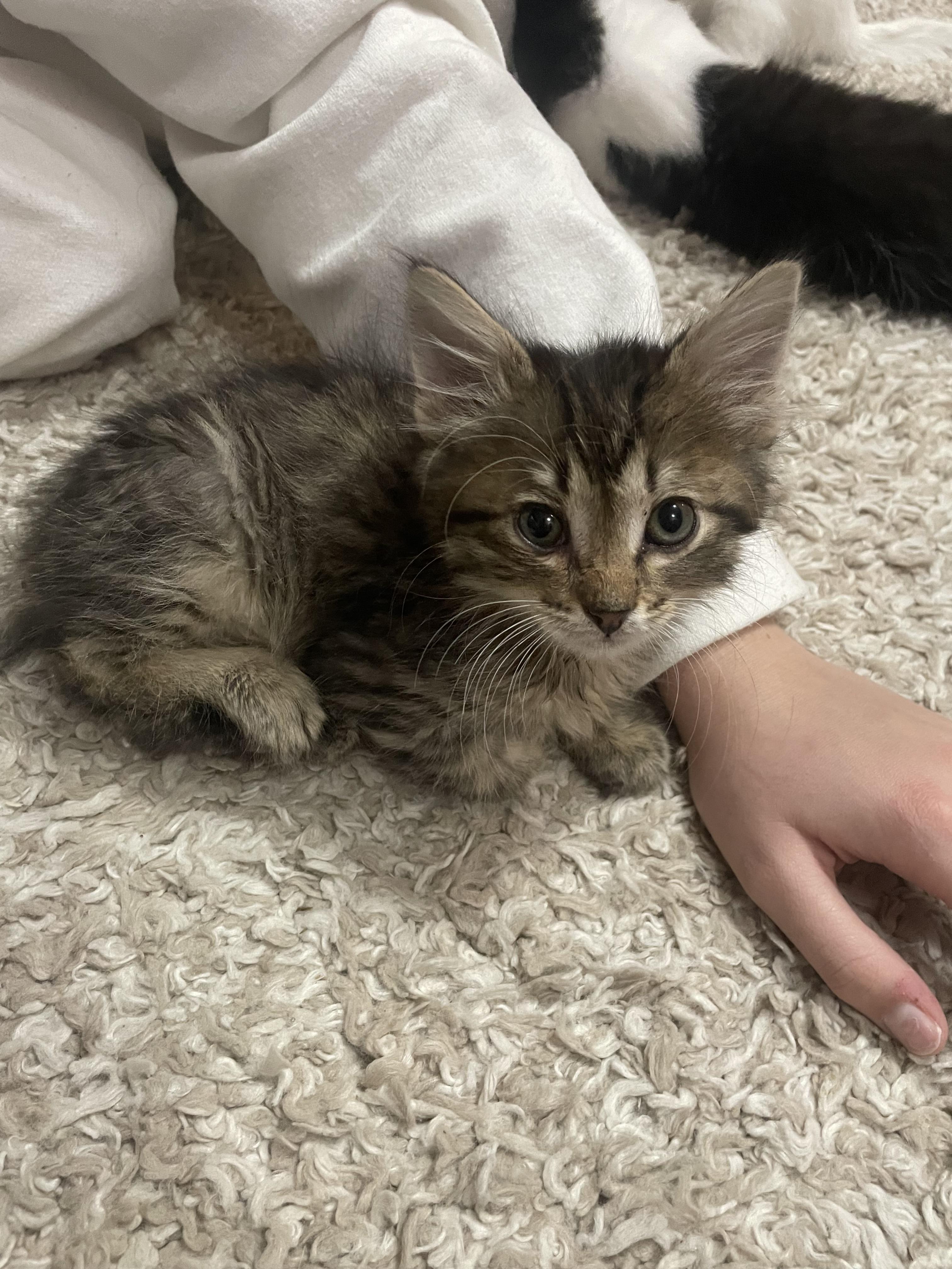 Enlarge Hemi, a Adoptable mixed breed in Ellington, MO image 2/2