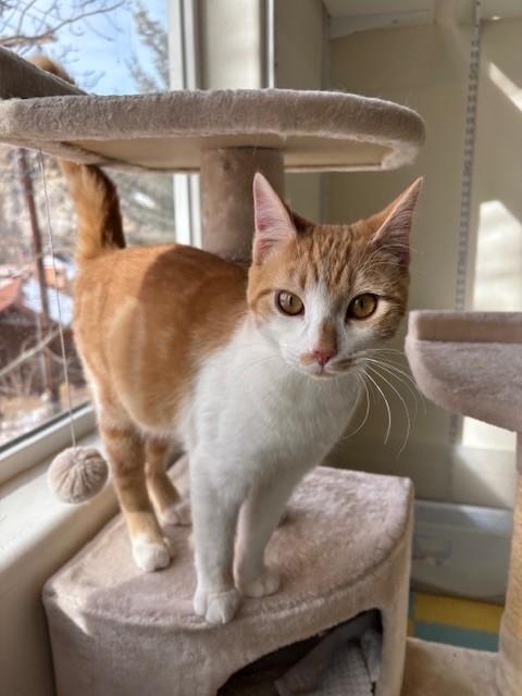 George (bonded with Fred), ADOPTABLE, Young Male Domestic Short Hair.