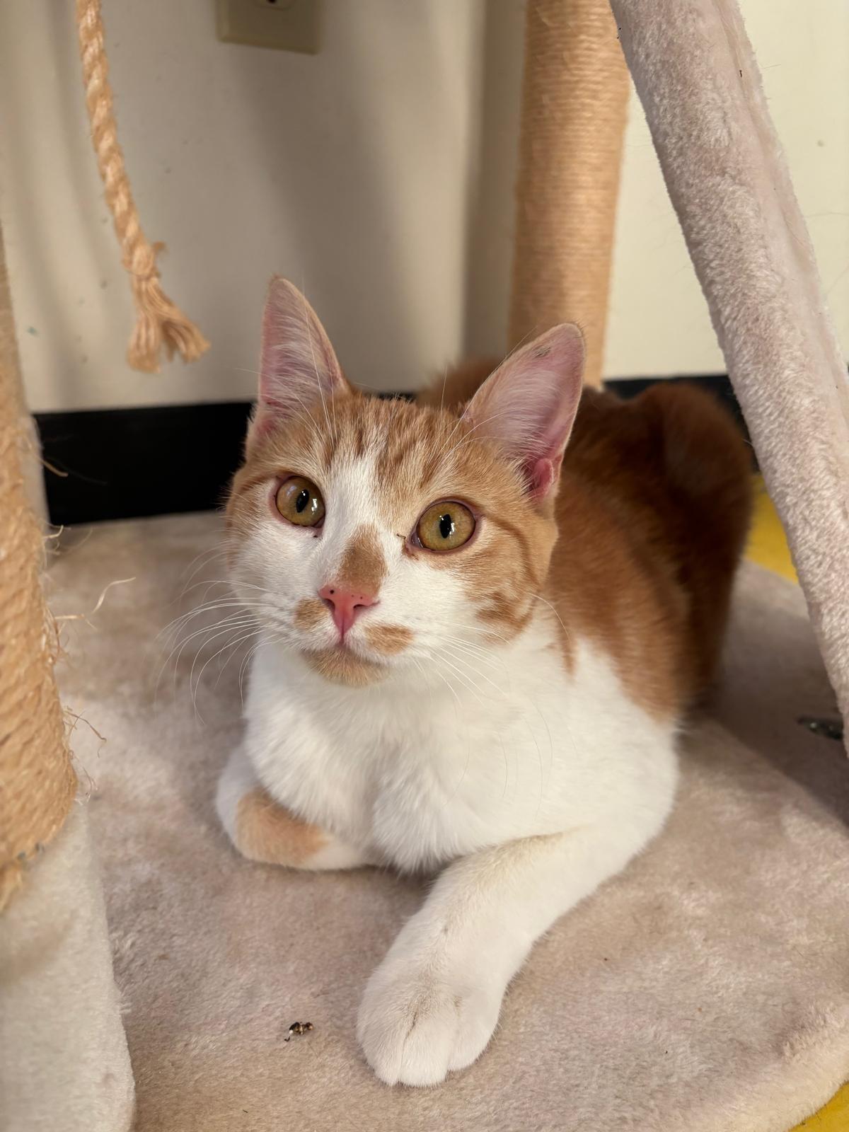 Enlarge George (bonded with Fred), a ADOPTABLE Domestic Short Hair in Eagle, CO image 4/4