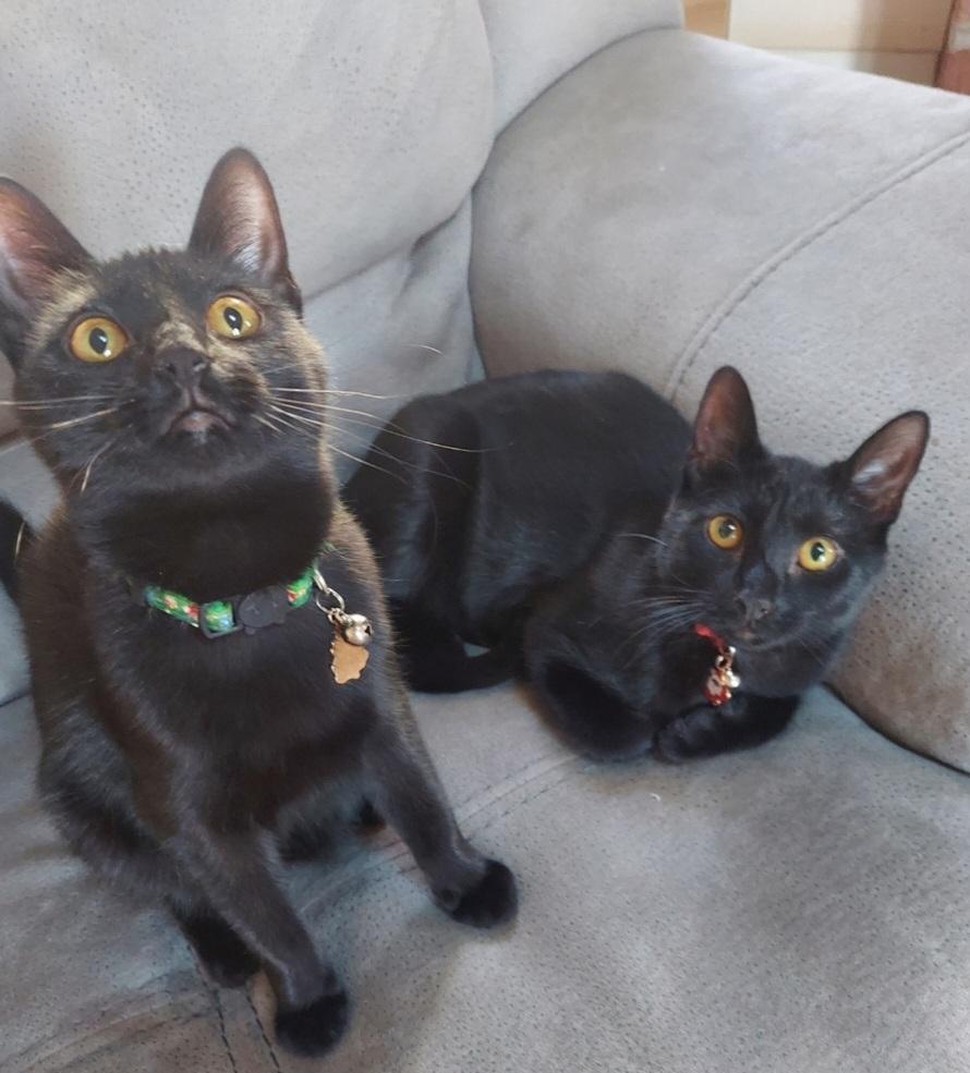 Enlarge Dinah and brother Shiner, a Adoptable mixed breed in Kenhorst, PA image 1/2