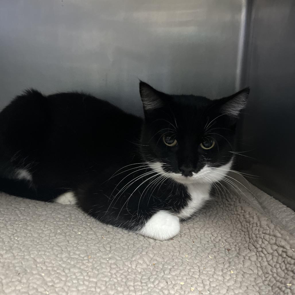 Socks — thumbnail 2