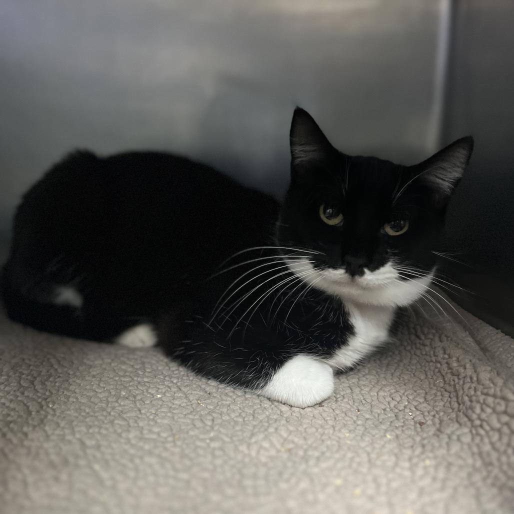 Socks — thumbnail 3