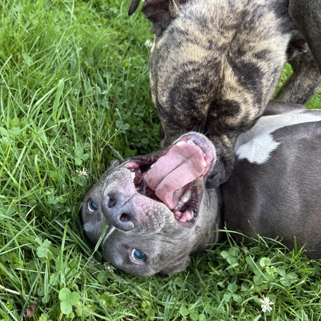 Joey, Adoptable, Adult Male Mixed Breed.