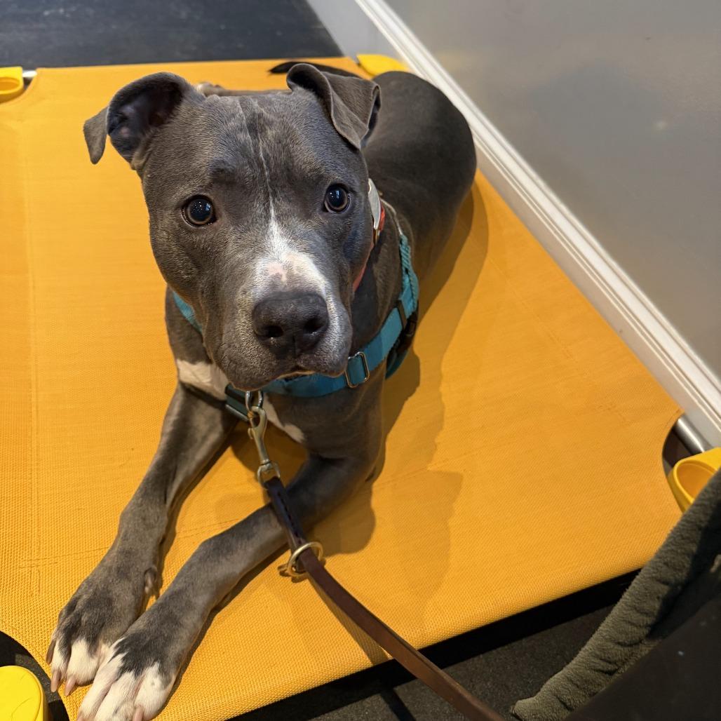 Enlarge Joey, a Adoptable Mixed Breed in Bangall, NY image 2/4