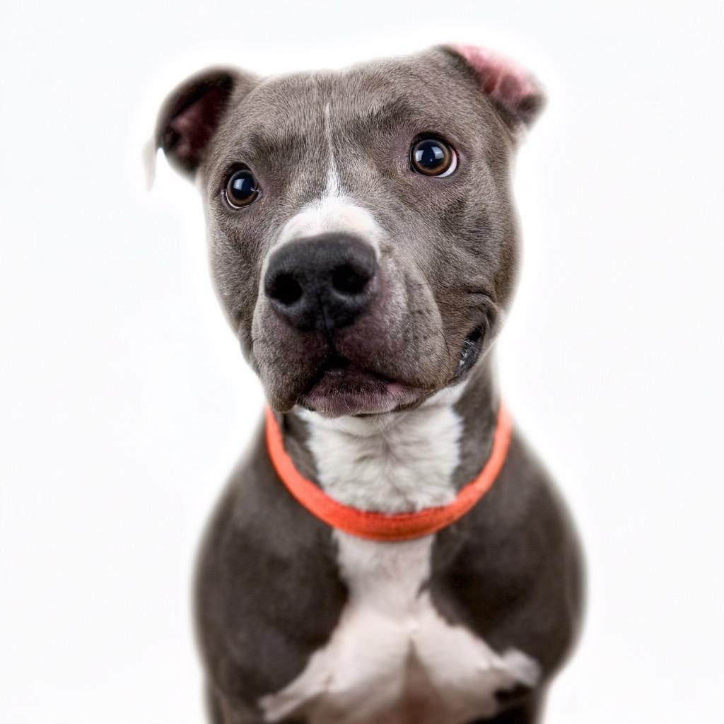 Enlarge Joey, a Adoptable Mixed Breed in Bangall, NY image 3/4