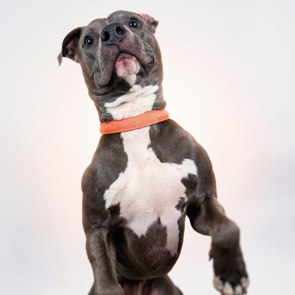 Enlarge Joey, a Adoptable Mixed Breed in Bangall, NY image 4/4