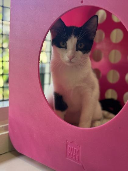 Princess Peach, Adoptable, Kitten Female Domestic Short Hair & Domestic Short Hair.