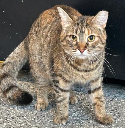 Big Eyes, Adoptable, Adult Female Domestic Medium Hair & Domestic Short Hair.