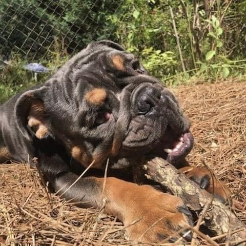 Mateo, Adoptable, Adult Male English Bulldog.