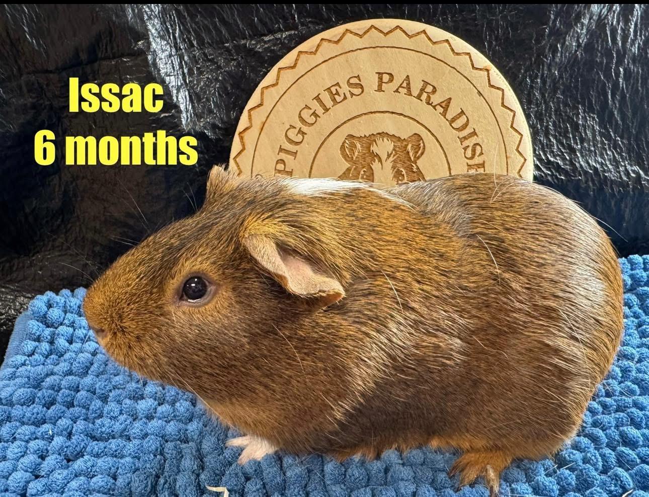 Issac, Adoptable, Baby Male Short-Haired.