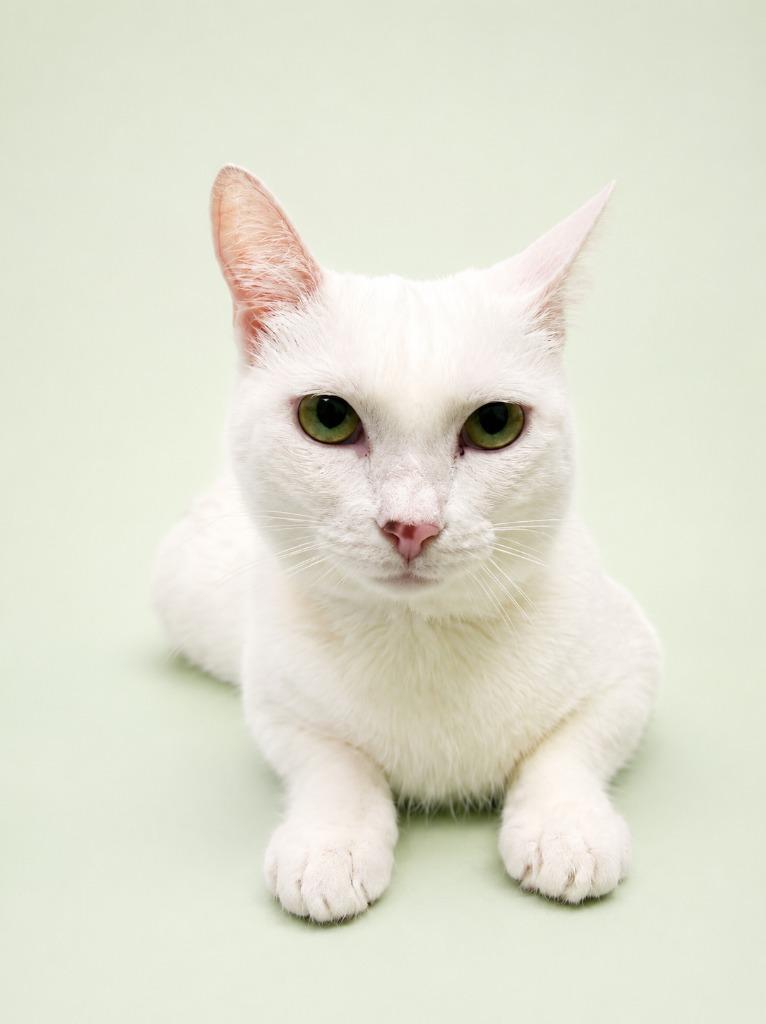 Pearl, Adoptable, Young Female Domestic Short Hair.