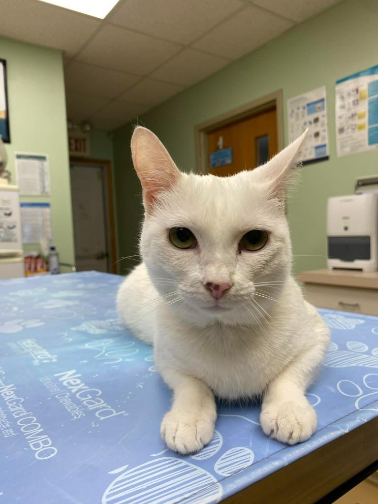 Enlarge Pearl, a Adoptable mixed breed in Waverly, NY image 2/2
