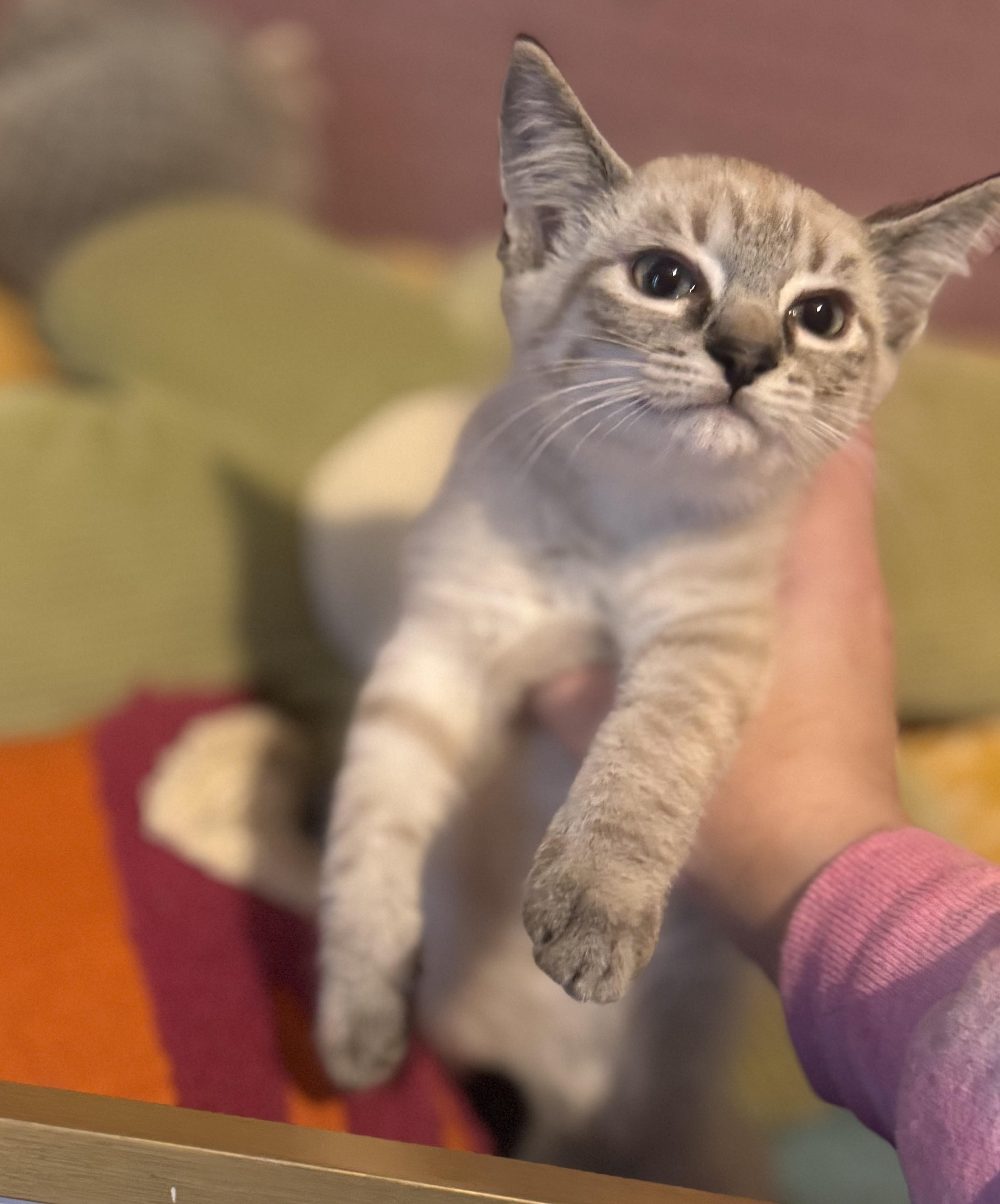 Coriander, Adopted, Kitten Female Domestic Short Hair.