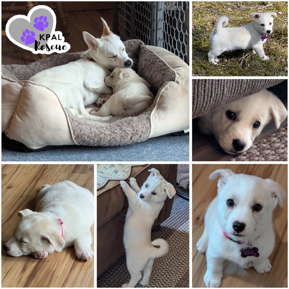 Enlarge Puppy Puppy, a Adoptable mixed breed in Kenai, AK image 1/2