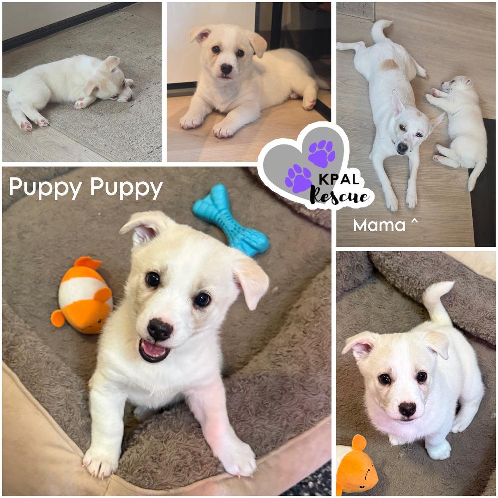 Enlarge Puppy Puppy, a Adoptable mixed breed in Kenai, AK image 2/2