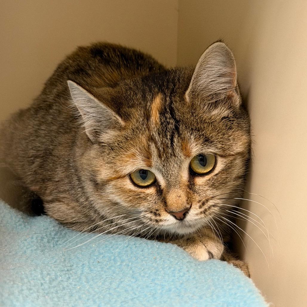 Tuna, Adoptable, Young Female Domestic Short Hair.