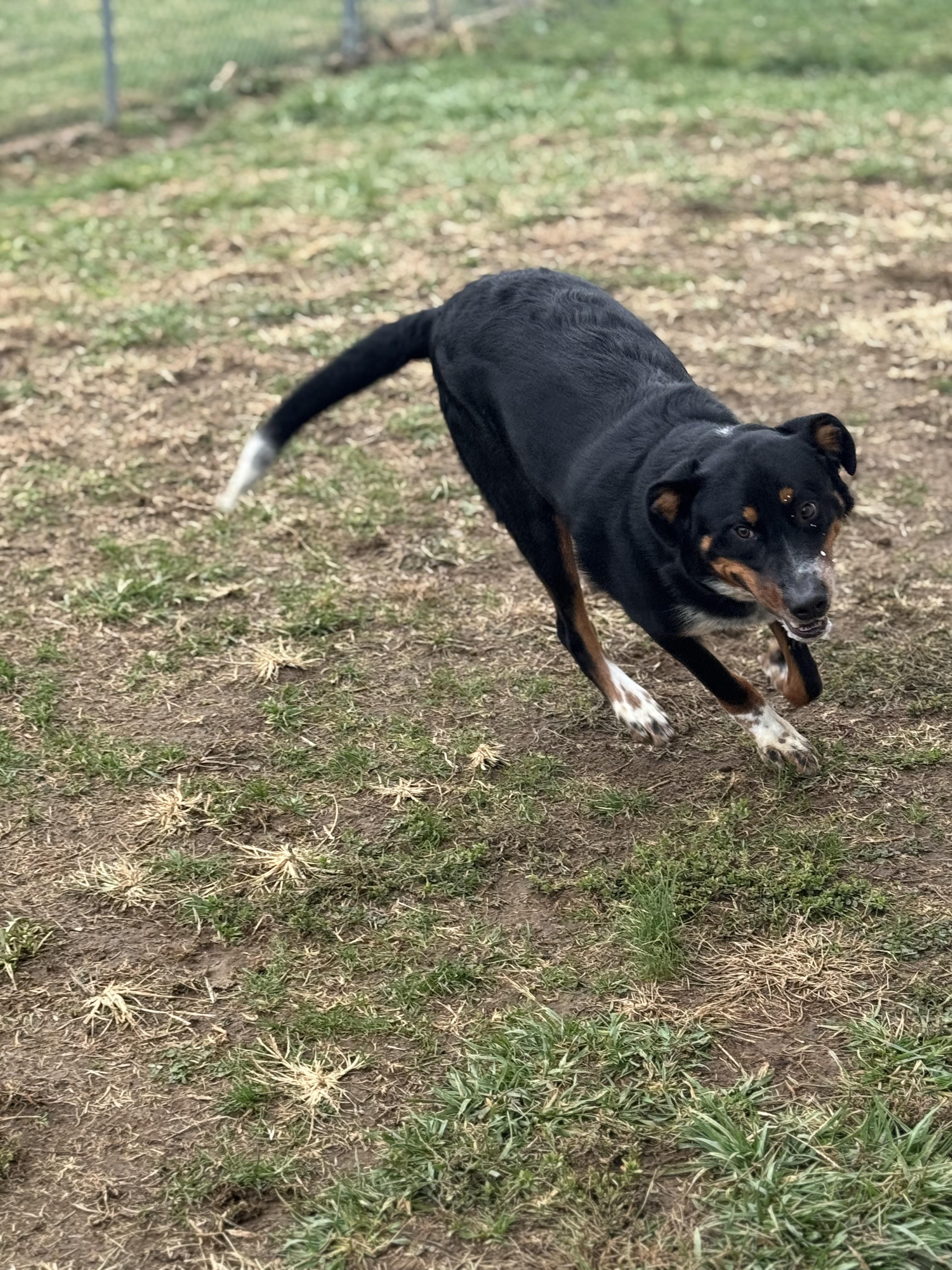 Bubba, a Adoptable mixed breed in Logan, OH image 2/3