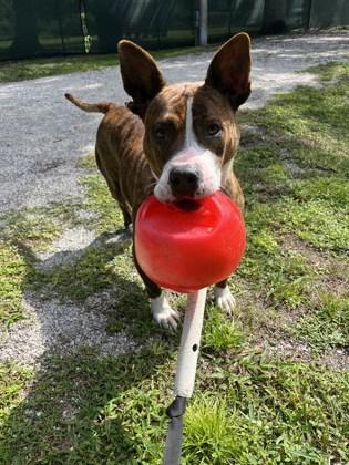 Enlarge Lady, a Adoptable mixed breed in Vero Beach, FL image 1/3