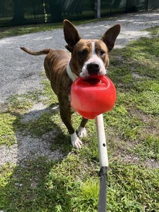 Enlarge Lady, a Adoptable mixed breed in Vero Beach, FL image 2/3