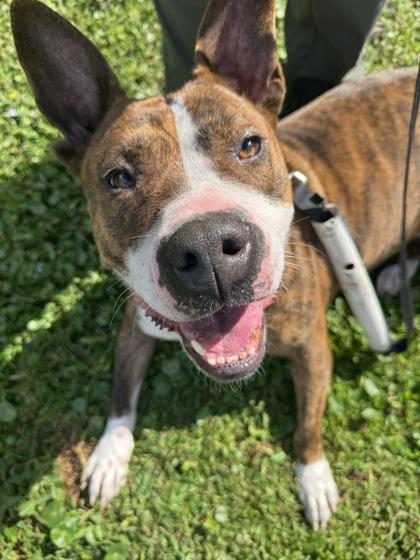Enlarge Lady, a Adoptable mixed breed in Vero Beach, FL image 3/3